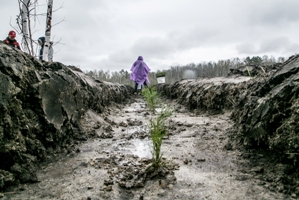 Активисты экоклуба Сибстрина посадили деревья в рамках масштабной акции по искусственному восстановлению лесов в Новосибирской области
